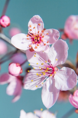 Nature branch blossom plant Photo