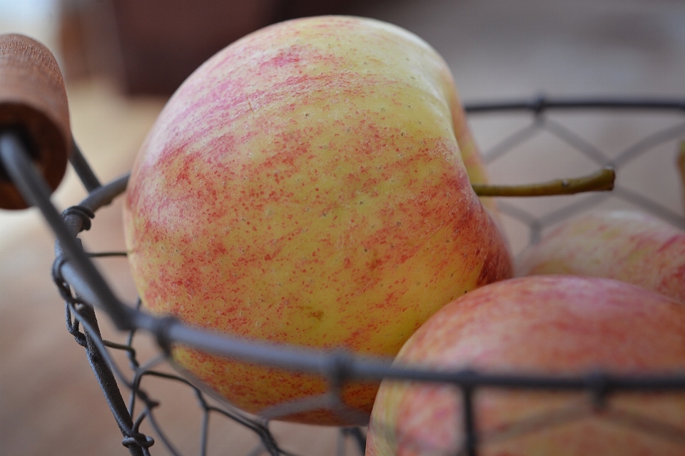 Apple cabang tanaman buah