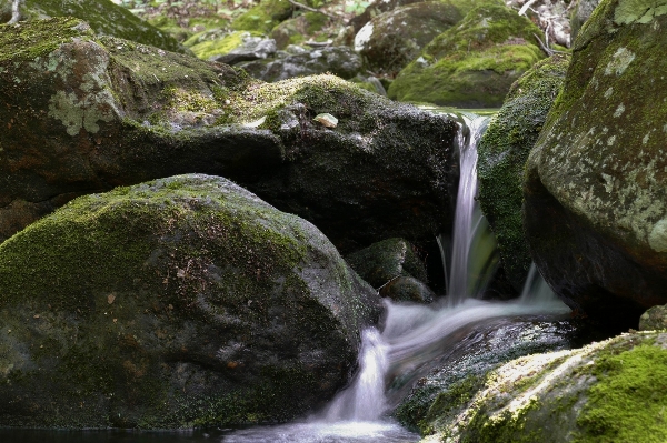 Landscape water nature forest Photo