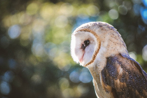 Foto Natura uccello animali selvatici ritratto