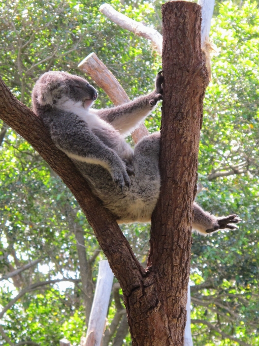 Branch wildlife zoo mammal