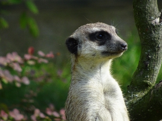 Cute wildlife zoo mammal Photo