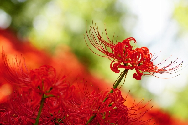 Nature blossom plant photography Photo