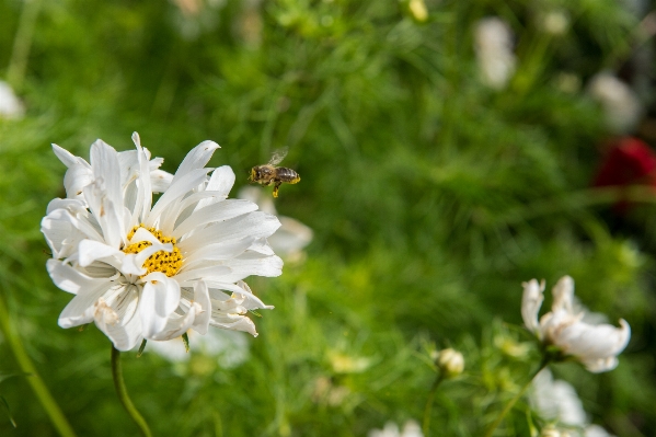 Photo Nature herbe fleurir usine