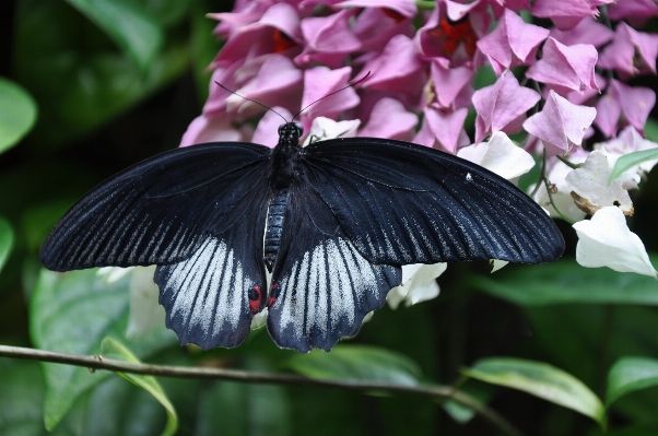 Foto Natureza asa folha flor