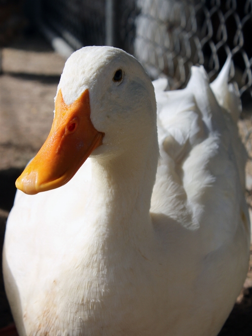 Natura uccello ala bianco