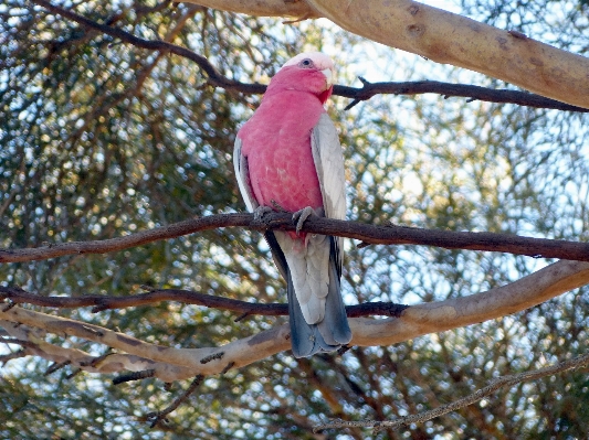 Foto Filial pássaro animais selvagens rosa