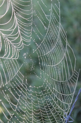 Foto Natura gocciolare rugiada leggero