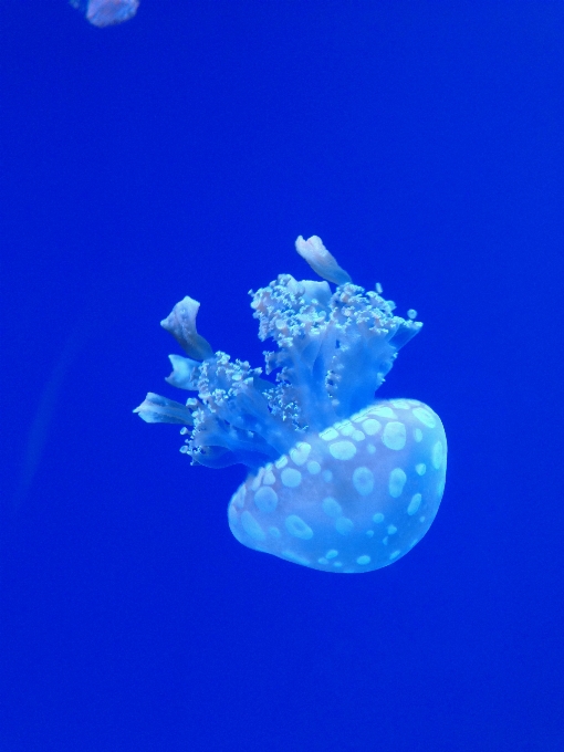 Mare acqua natura oceano