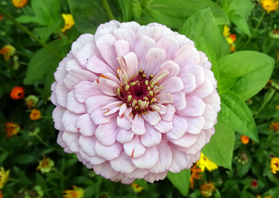 自然 花 植物 花弁