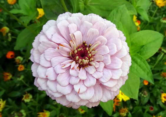 自然 花 植物 花弁 写真