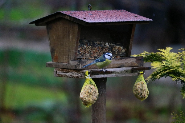 Nature branch bird sweet Photo