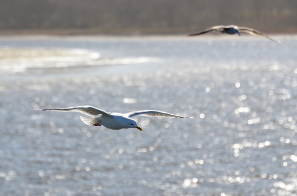 Sea coast water nature Photo