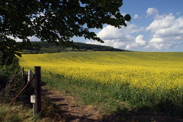 Landschaft baum natur gras Foto