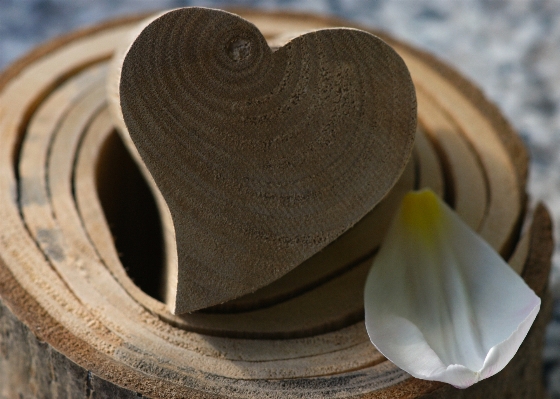 Nature blossom wood grain Photo