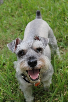 Foto Cucciolo cane animale canino
