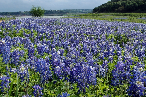 Landscape nature plant field Photo