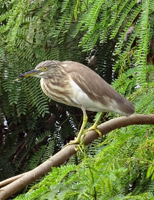 Nature forest bird wildlife Photo