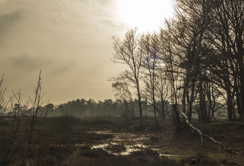 Landscape tree nature forest