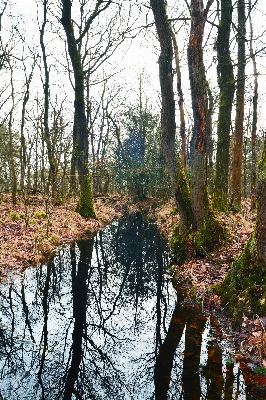 風景 木 水 自然 写真