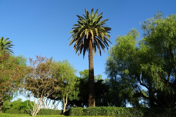 Tree nature grass plant Photo