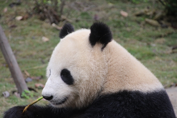 Foto Preto e branco
 branco animal urso