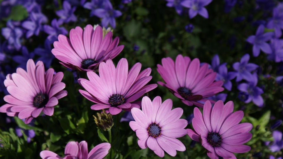 Usine fleur pétale floraison