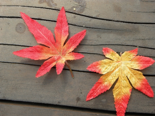 Tree plant leaf flower Photo