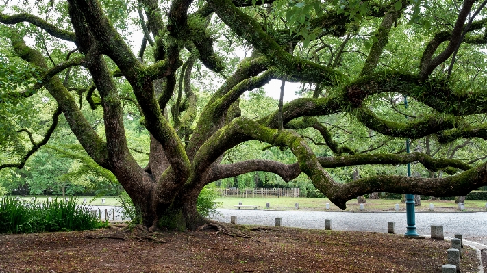 木 アウトドア ブランチ 植物 写真