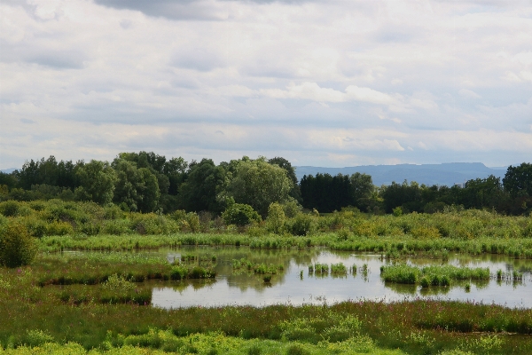 Landschaft baum wasser natur Foto