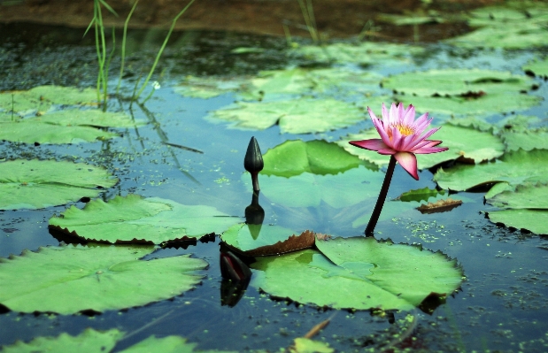 Nature swamp plant leaf Photo