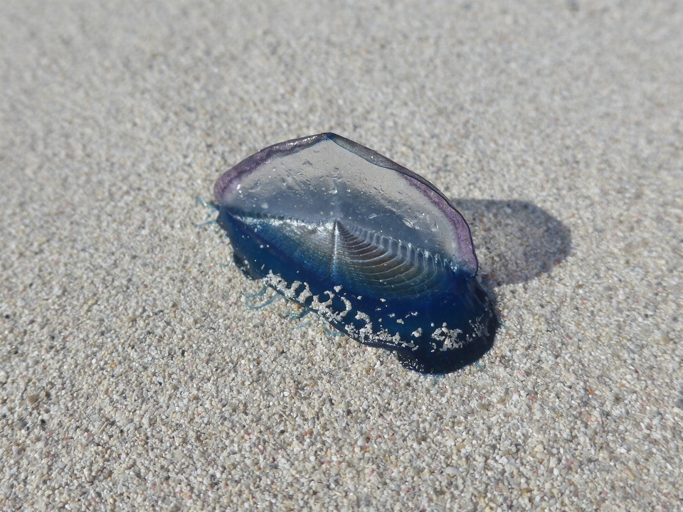 Beach sea sand biology