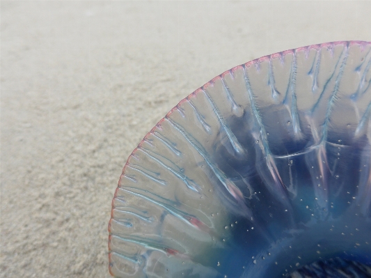 Beach sea sand wing Photo