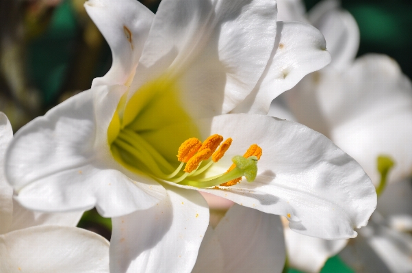 Nature blossom plant white Photo