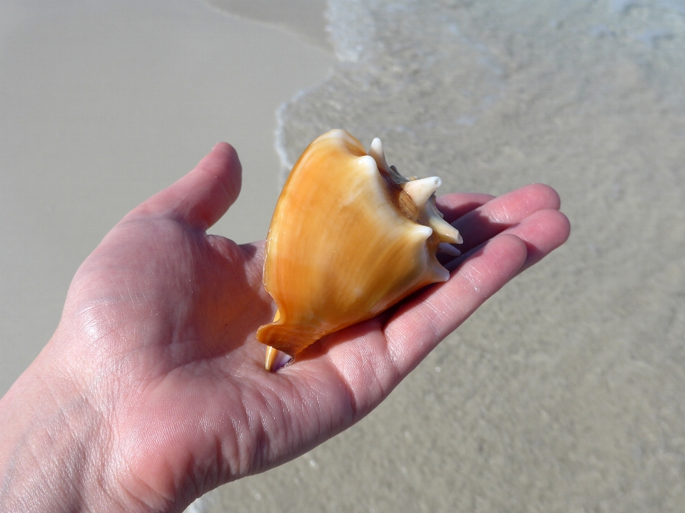 Mano playa mar agua