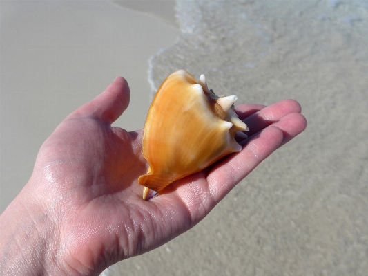 Hand beach sea water Photo