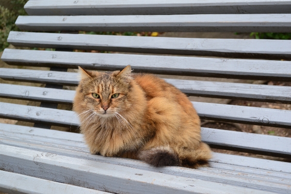 Bench animal cute fur Photo