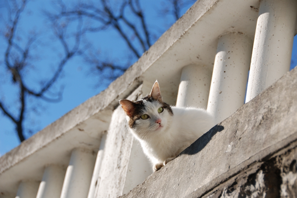 Hiver blanc chat mammifère