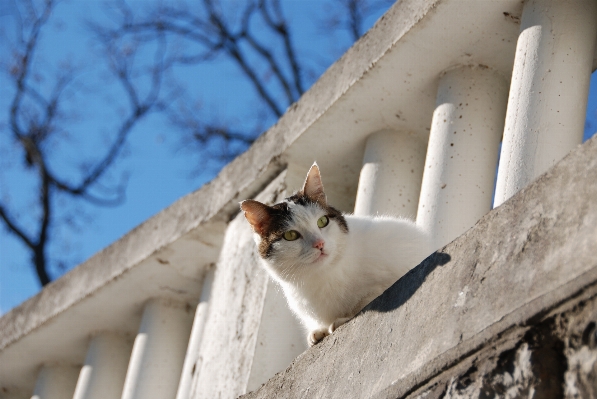 Winter white cat mammal Photo