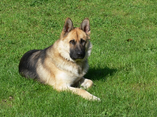 Grass outdoor puppy dog Photo