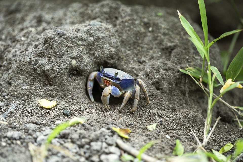 穴 動物 トンネル 食べ物