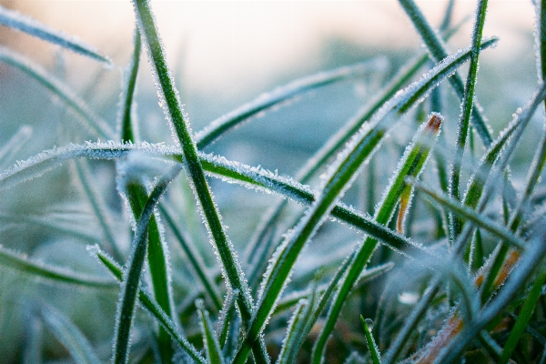 Nature grass branch cold Photo