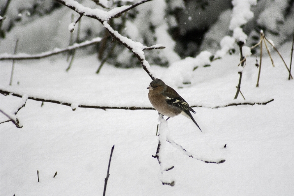 Branch snow cold winter Photo