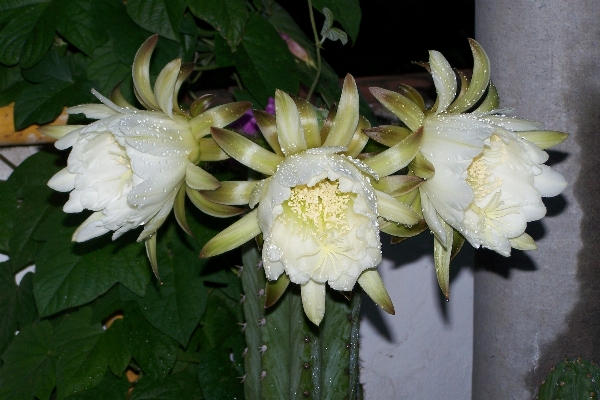 Foto Cacto
 plantar flor botânica
