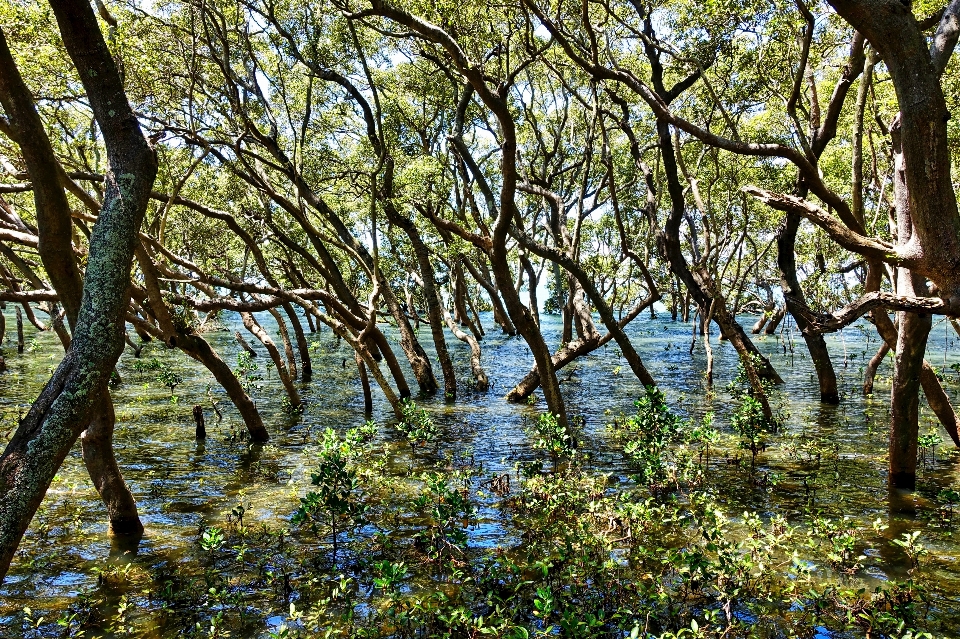 風景 木 水 自然