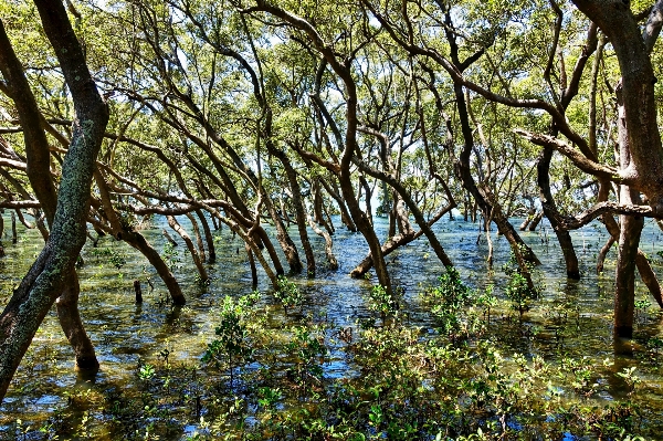 Landscape tree water nature Photo