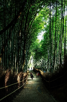 Tree nature forest grass Photo