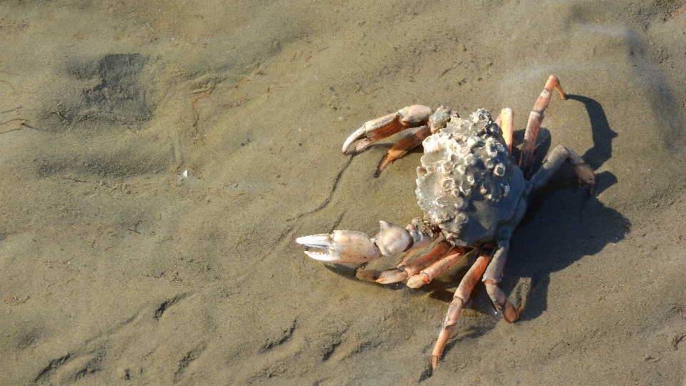 海滩 海岸 沙 食物