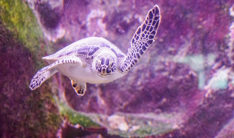 Fotografia fiore animali selvatici sott'acqua