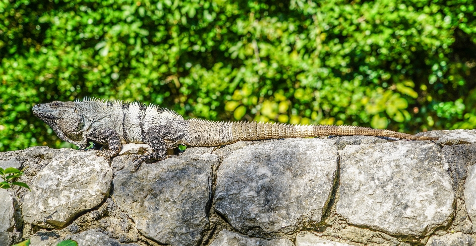 Natur draussen zweig tier